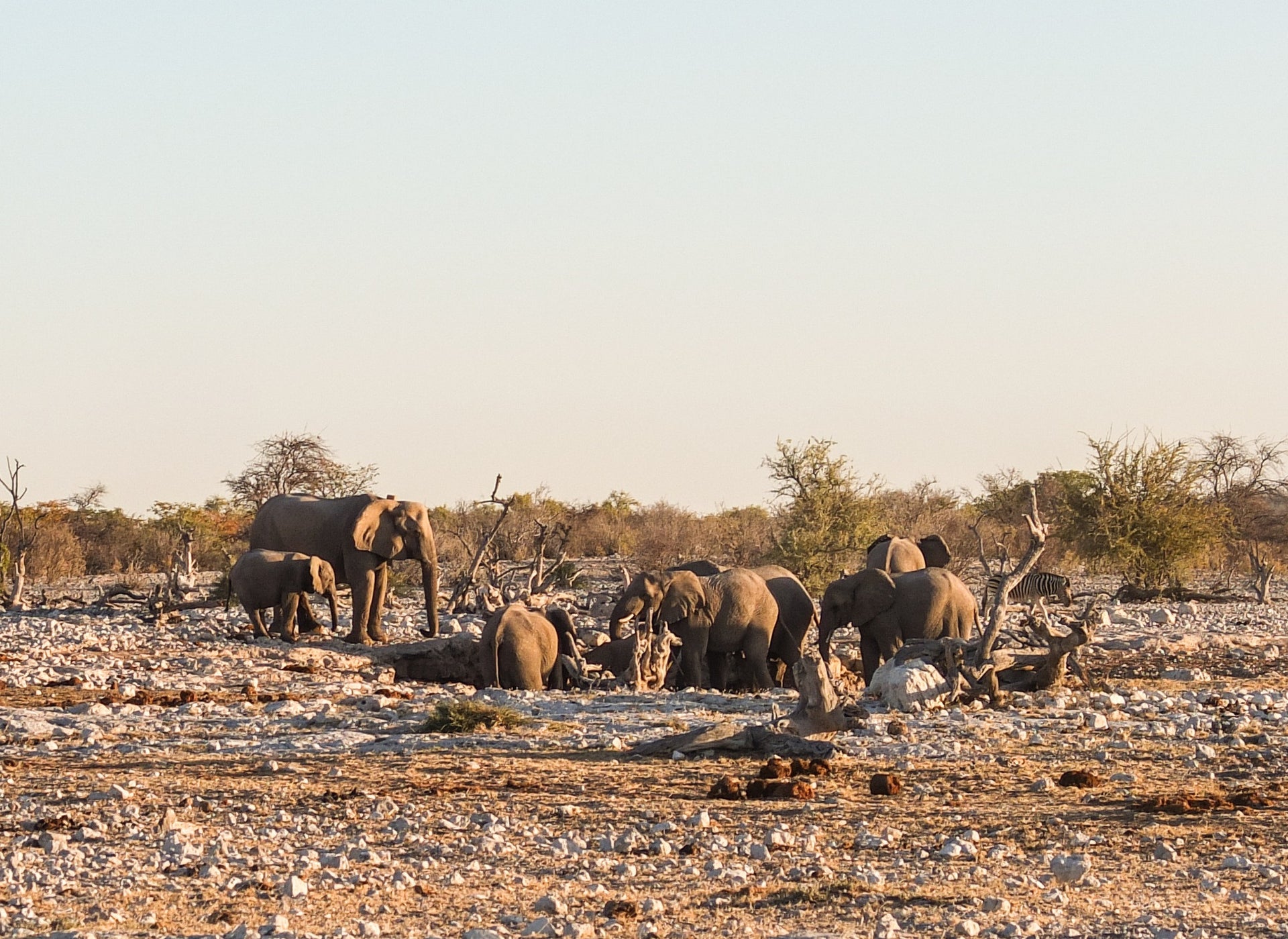 Halali, Etosha Day 3