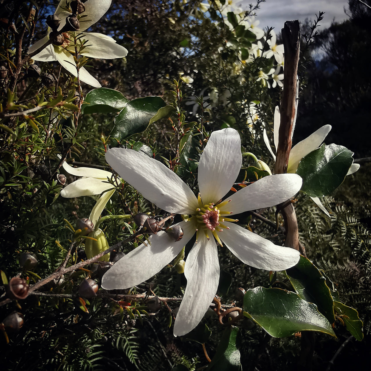 Puawānanga Flower Silver Necklace | pendant necklace | nz jewellery