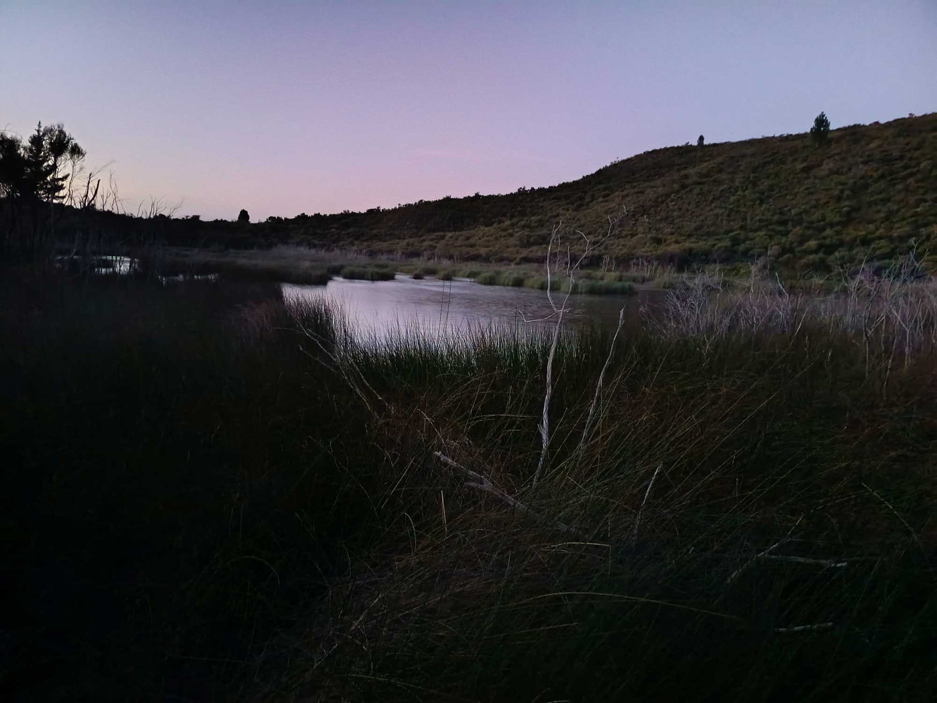 6 Rimu trees planted in an evening gale